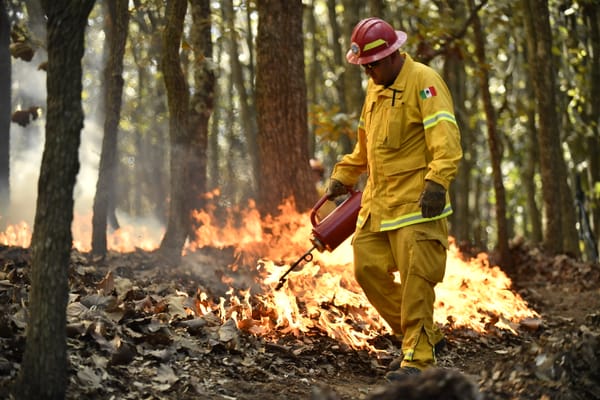 Protege los bosques de Jalisco: participa en el Programa de Manejo del Fuego 2025